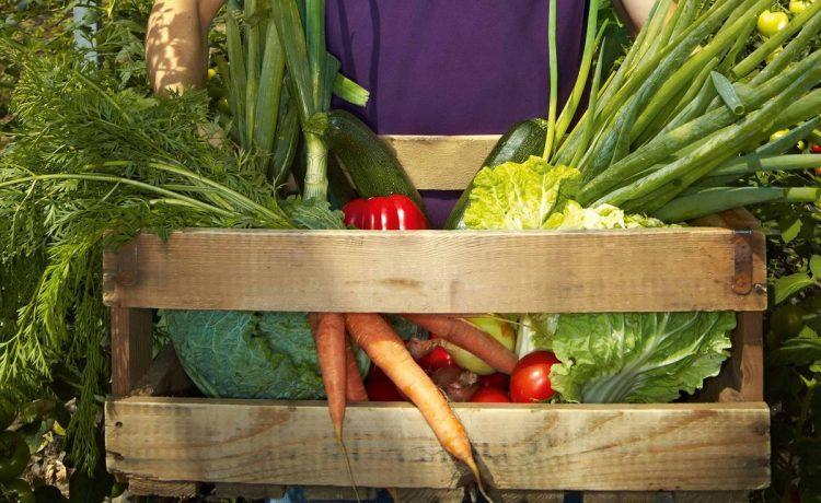 Ce avantaje va ofera cultivarea legumelor?