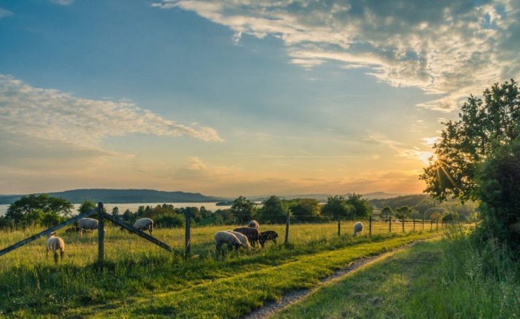 5 lucruri de care ai nevoie într-o gospodărie din mediul rural