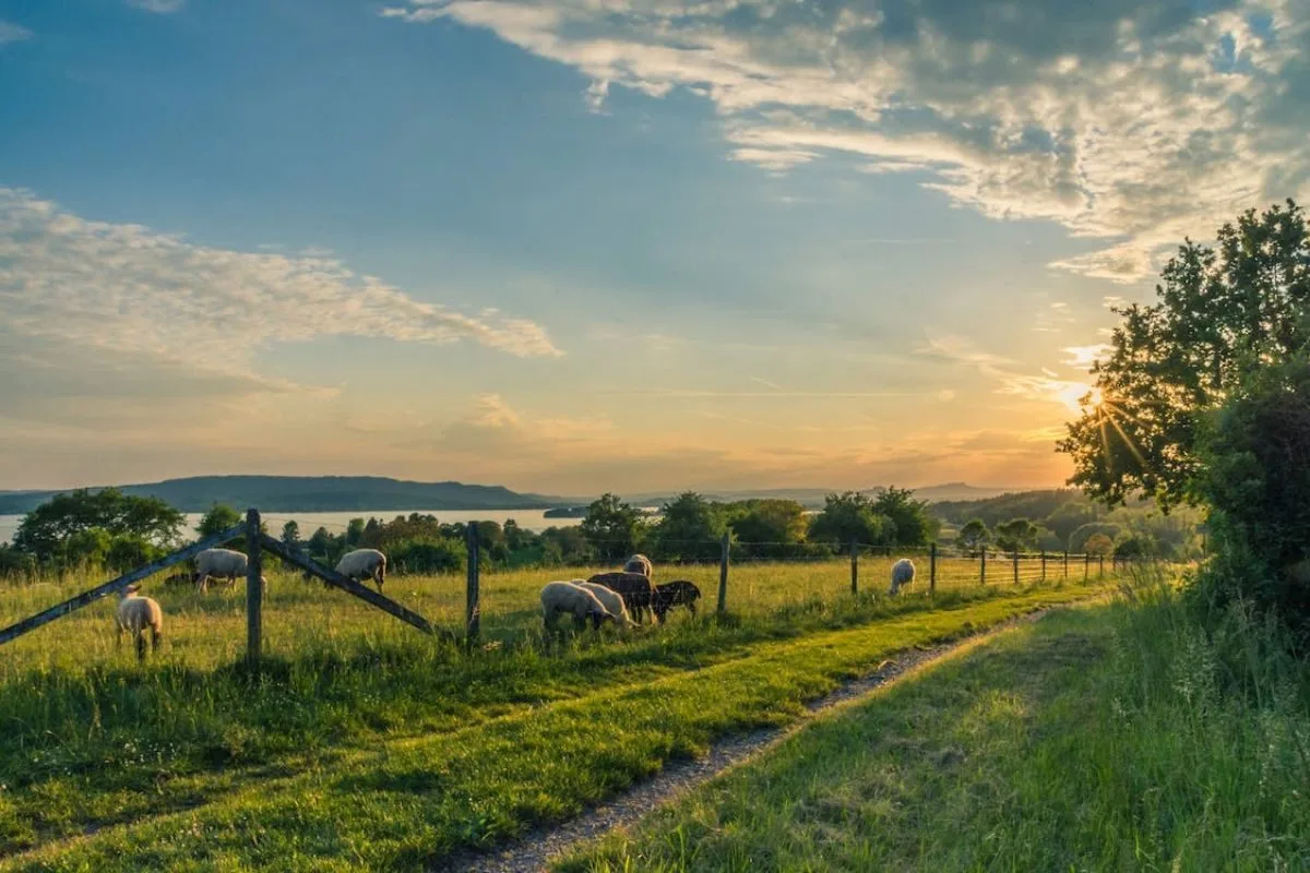 5 lucruri de care ai nevoie într-o gospodărie din mediul rural