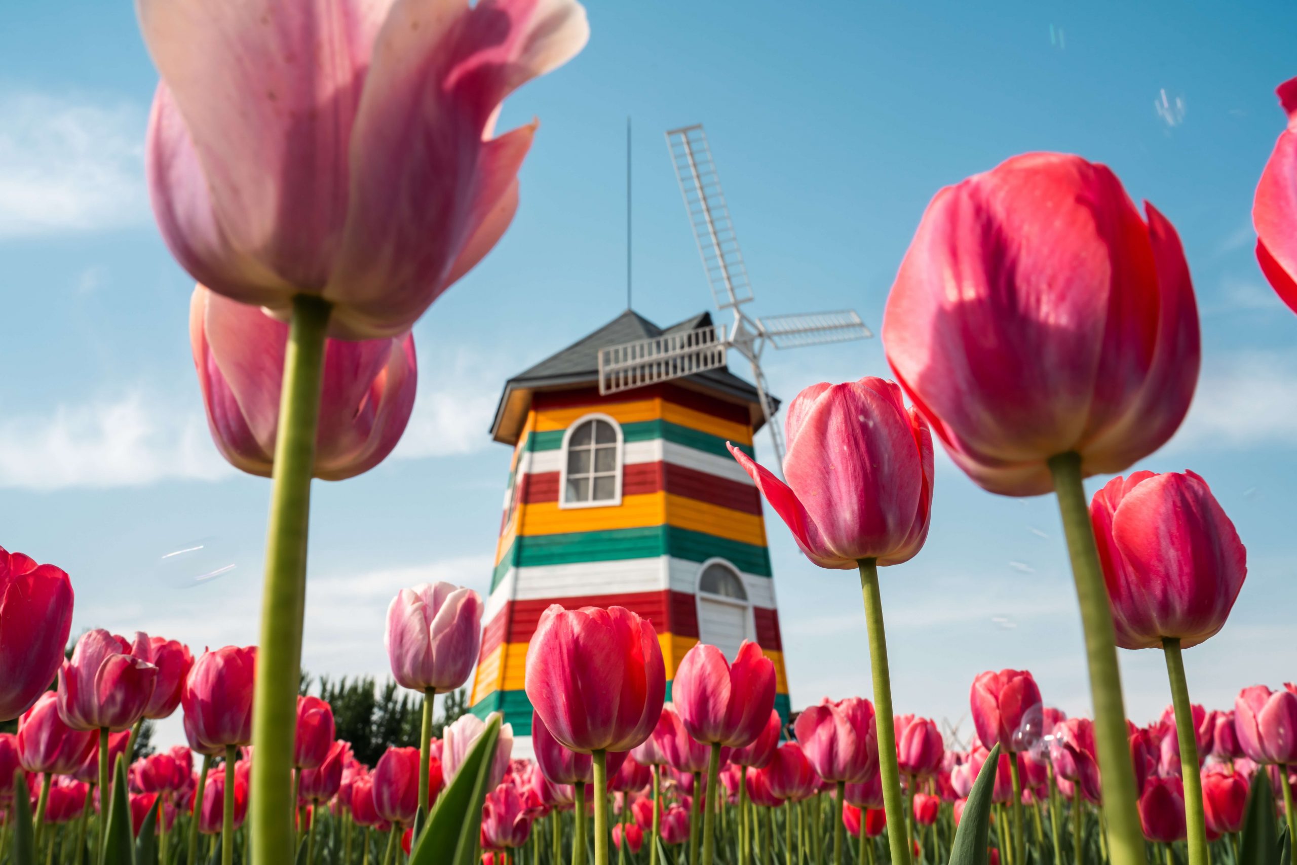 Olanda: O vizită în țara morilor de vânt, canalelor și celebrelor câmpuri de lalele