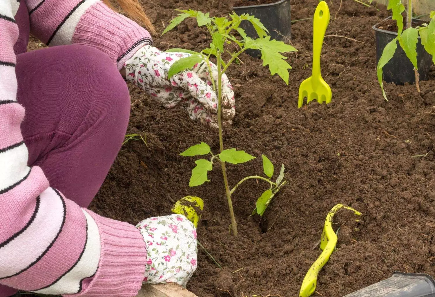 Ce legume se pot cultiva pe un sol foarte umed
