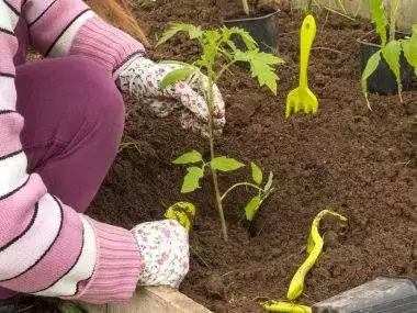 Ce legume se pot cultiva pe un sol foarte umed