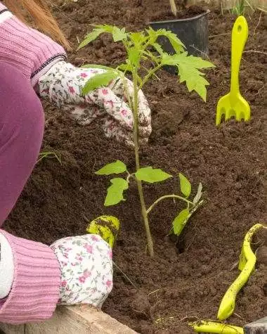 Ce legume se pot cultiva pe un sol foarte umed