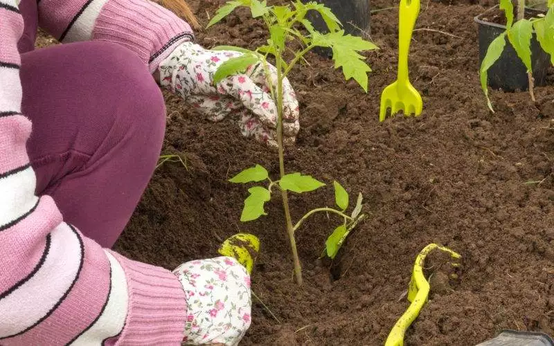 Ce legume se pot cultiva pe un sol foarte umed