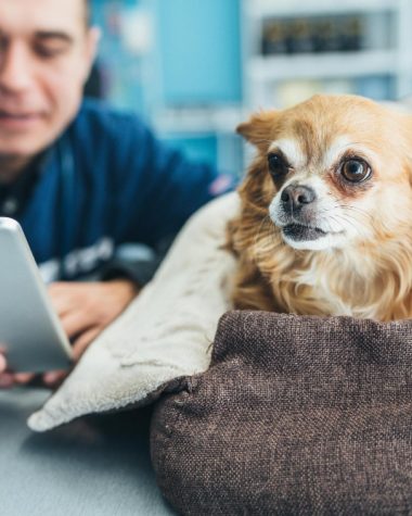 Pet sitter București pentru câini energici: ce activități îi pot ține sănătoși, ocupați și mai liniștiți acasă