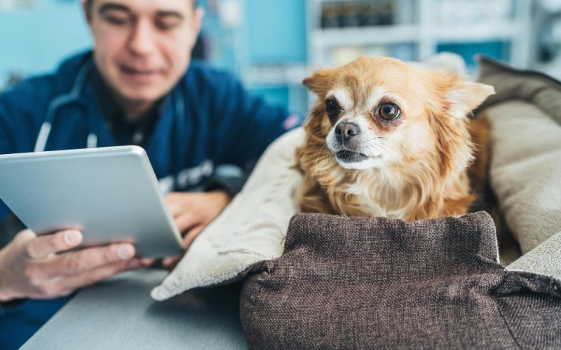 Pet sitter București pentru câini energici: ce activități îi pot ține sănătoși, ocupați și mai liniștiți acasă