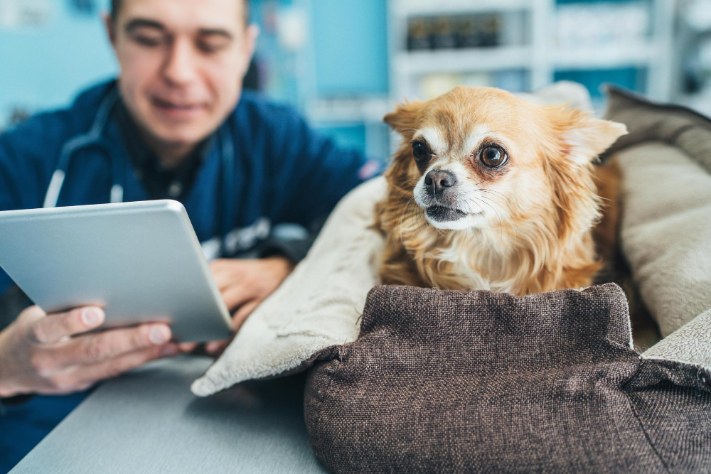 Pet sitter București pentru câini energici: ce activități îi pot ține sănătoși, ocupați și mai liniștiți acasă